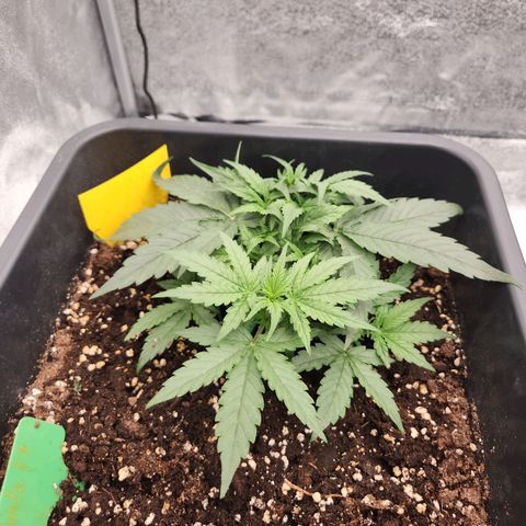 Runtz F1 Auto growlog timeline photo