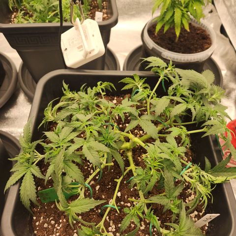 Frosted Guava Automatic growlog timeline photo