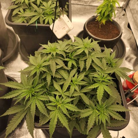 Frosted Guava Automatic growlog timeline photo