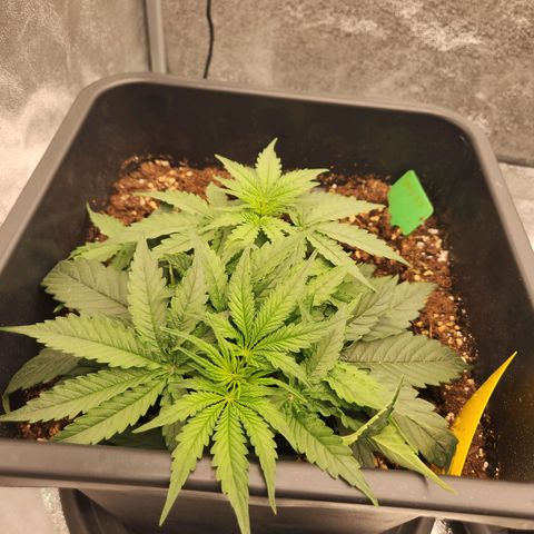 Runtz F1 Auto growlog timeline photo