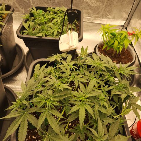 Frosted Guava Automatic growlog timeline photo
