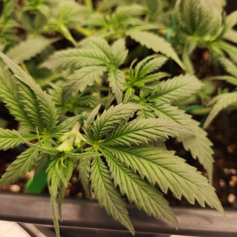 Frosted Guava Automatic growlog timeline photo