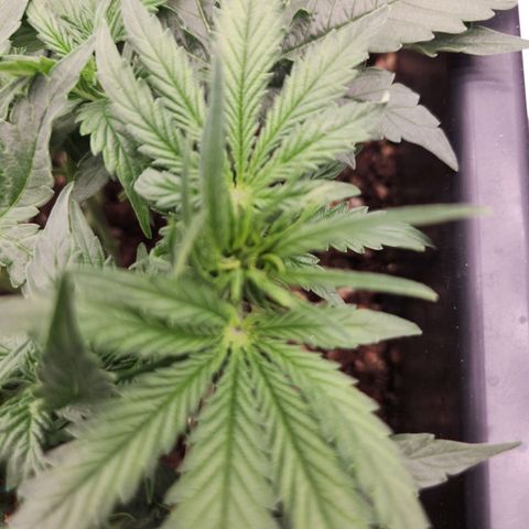 Runtz F1 Auto growlog timeline photo