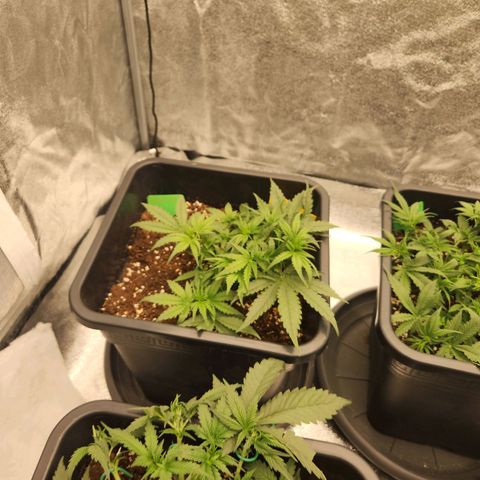 Runtz F1 Auto growlog timeline photo