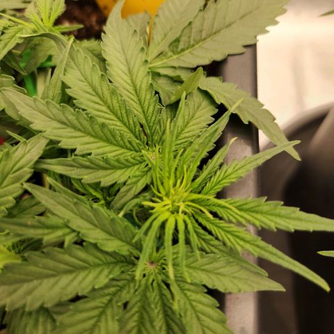Runtz F1 Auto growlog timeline photo