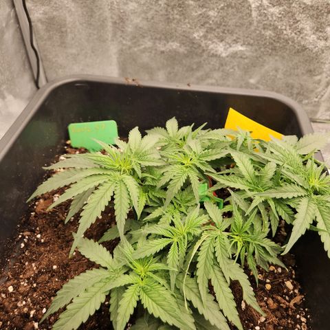 Runtz F1 Auto growlog timeline photo