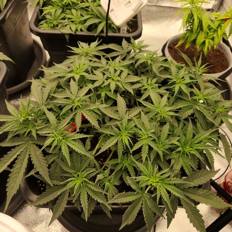 Frosted Guava Automatic growlog timeline photo