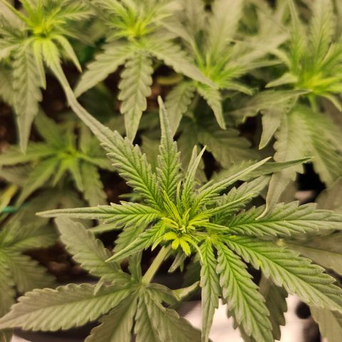 Frosted Guava Automatic growlog timeline photo