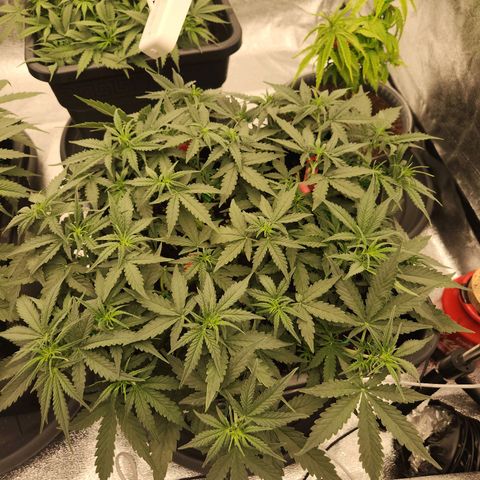 Frosted Guava Automatic growlog timeline photo