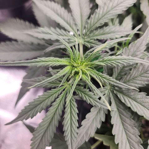 Frosted Guava Automatic growlog timeline photo