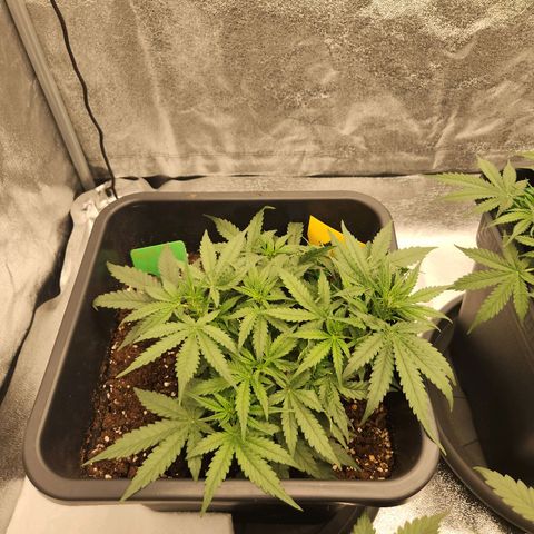 Runtz F1 Auto growlog timeline photo
