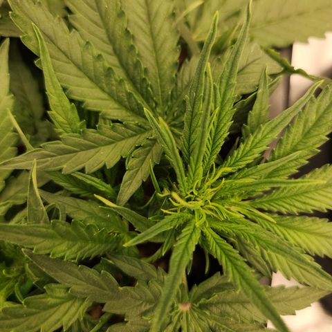 Runtz F1 Auto growlog timeline photo