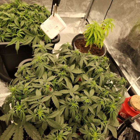 Frosted Guava Automatic growlog timeline photo