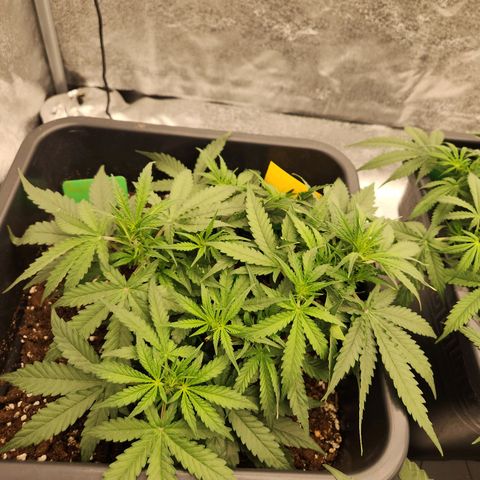 Runtz F1 Auto growlog timeline photo