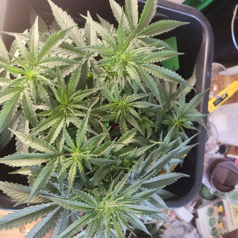 Runtz F1 Auto growlog timeline photo