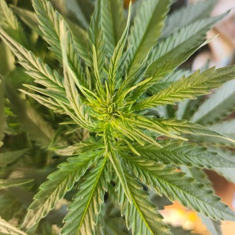 Runtz F1 Auto growlog timeline photo