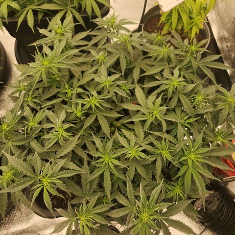 Frosted Guava Automatic growlog timeline photo