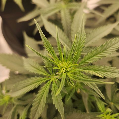 Frosted Guava Automatic growlog timeline photo