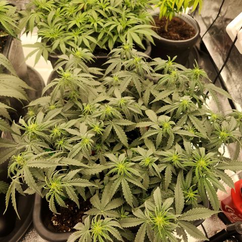 Frosted Guava Automatic growlog timeline photo