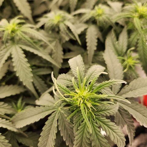 Frosted Guava Automatic growlog timeline photo