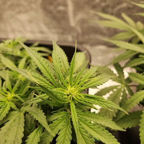 Runtz F1 Auto growlog timeline photo