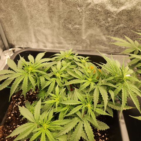 Runtz F1 Auto growlog timeline photo