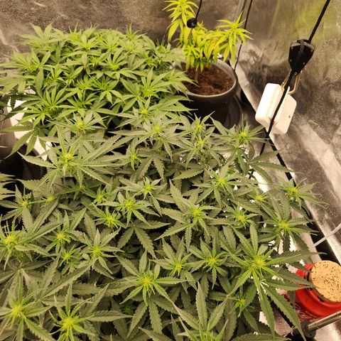 Frosted Guava Automatic growlog timeline photo