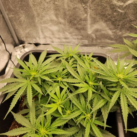 Runtz F1 Auto growlog timeline photo