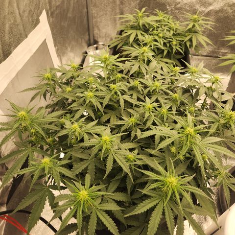 Frosted Guava Automatic growlog timeline photo