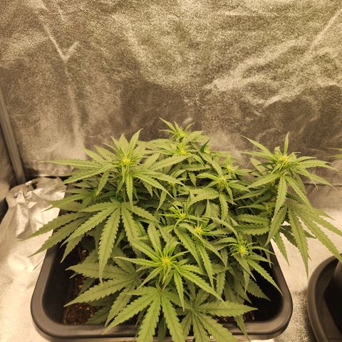 Runtz F1 Auto growlog timeline photo