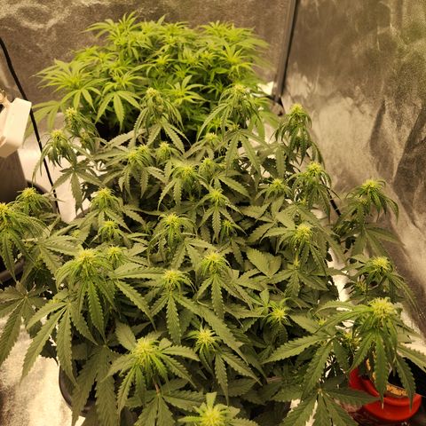 Frosted Guava Automatic growlog timeline photo