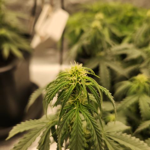 Frosted Guava Automatic growlog timeline photo