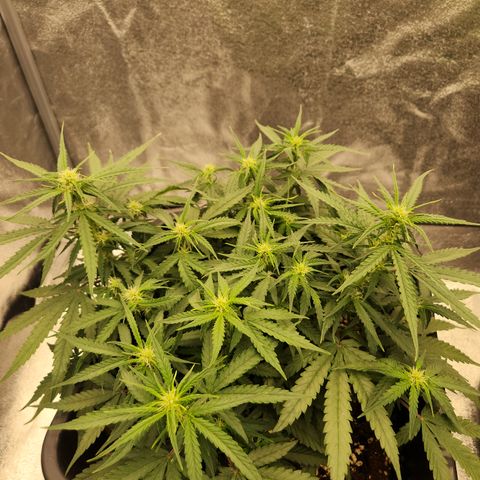 Runtz F1 Auto growlog timeline photo