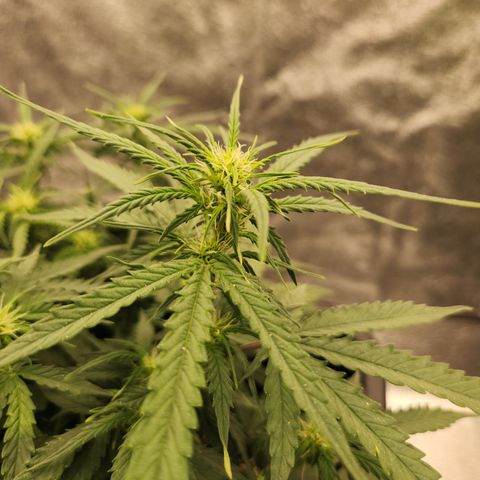 Runtz F1 Auto growlog timeline photo