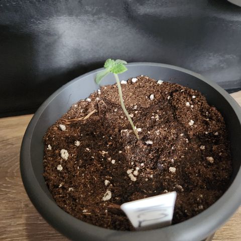 Nose Candy growlog timeline photo