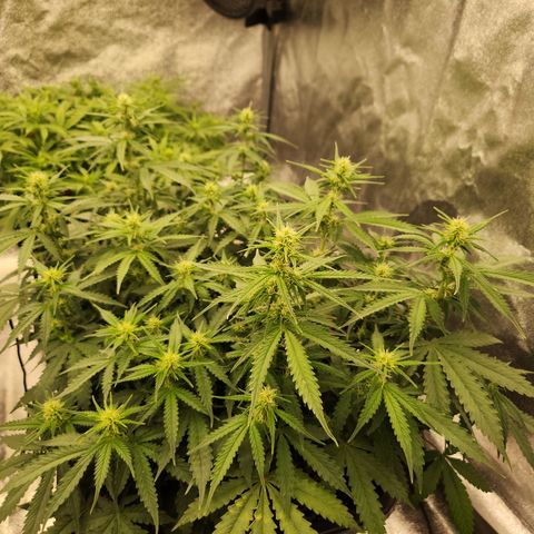 Frosted Guava Automatic growlog timeline photo