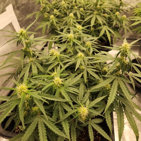 Runtz F1 Auto growlog timeline photo
