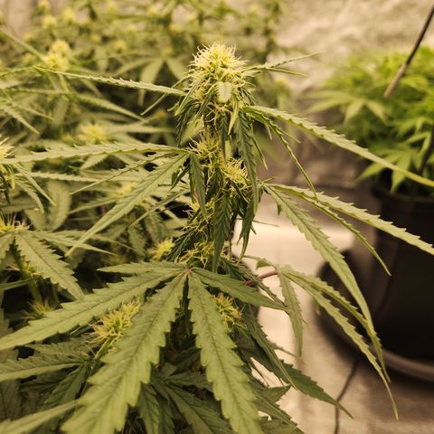 Runtz F1 Auto growlog timeline photo