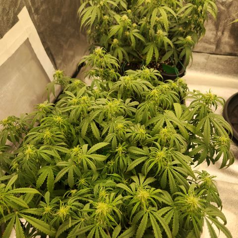 Frosted Guava Automatic growlog timeline photo