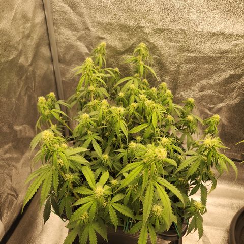 Frosted Guava Automatic growlog timeline photo