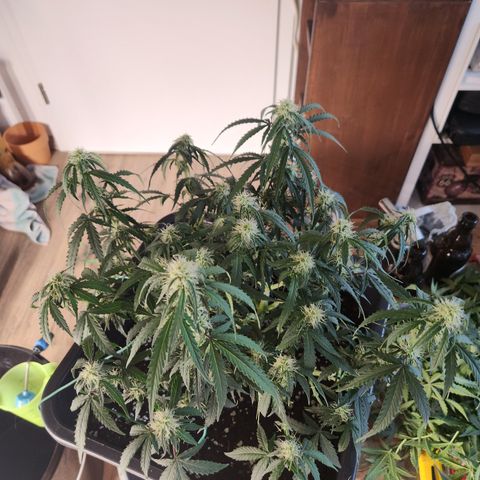Runtz F1 Auto growlog timeline photo