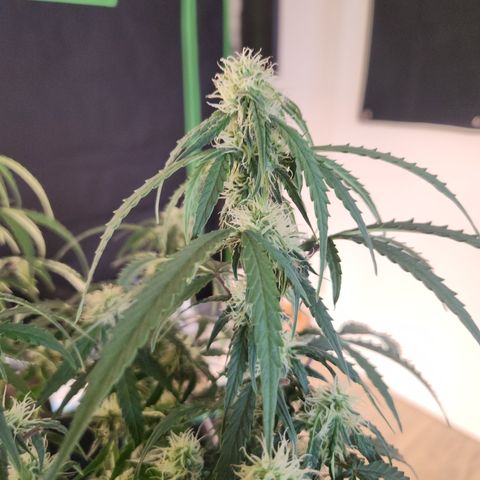 Runtz F1 Auto growlog timeline photo