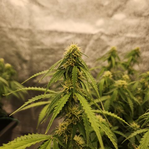 Frosted Guava Automatic growlog timeline photo