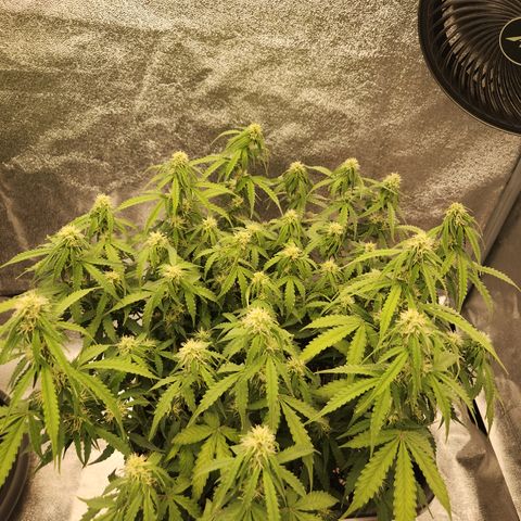 Frosted Guava Automatic growlog timeline photo
