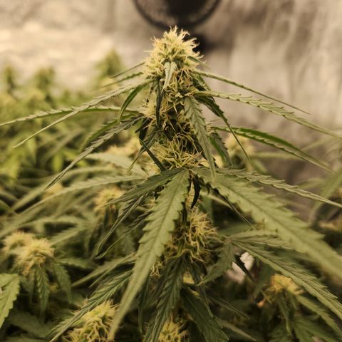 Runtz F1 Auto growlog timeline photo