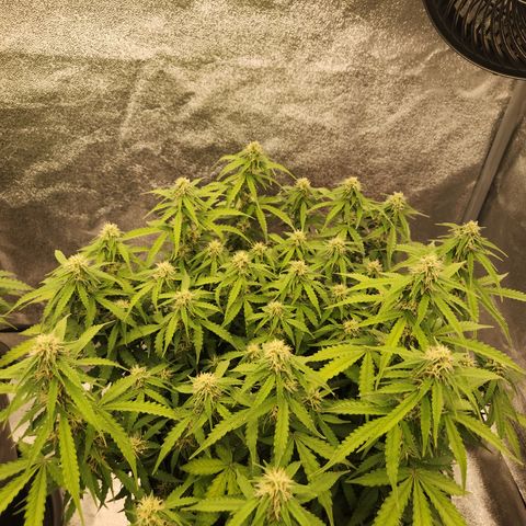 Frosted Guava Automatic growlog timeline photo