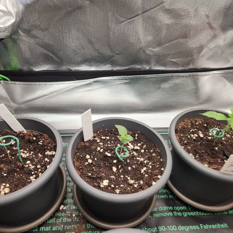 Kalashnikova growlog timeline photo