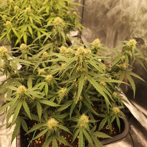 Runtz F1 Auto growlog timeline photo