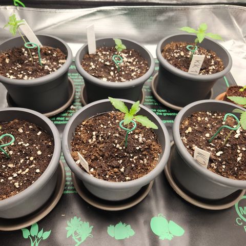 Nose Candy growlog timeline photo
