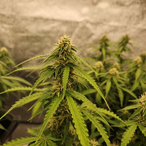 Frosted Guava Automatic growlog timeline photo